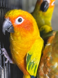 Аратінга пташенята молоді та ручні