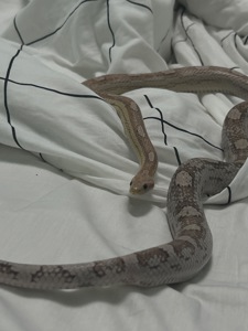 Маїсовий полоз