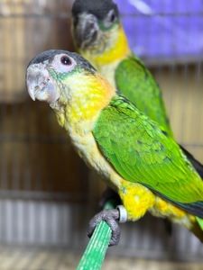 Идеальные птенцы попугаев каик с ДНК