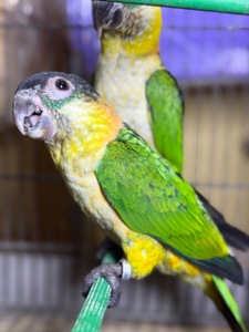 Идеальные птенцы попугаев каик с ДНК