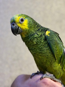 Говорящий попугай Амазон