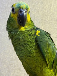 Говорящий попугай Амазон