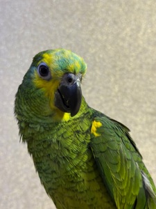 Говорящий попугай Амазон