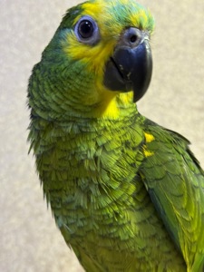 Говорящий попугай Амазон