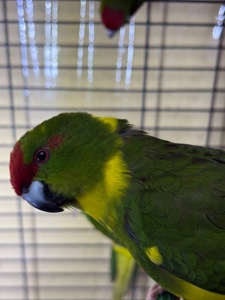 Какарик всех цвета молодые птицы