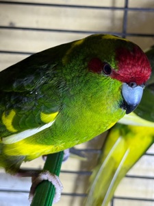 Прыгающий попугай какарик, разных цветов