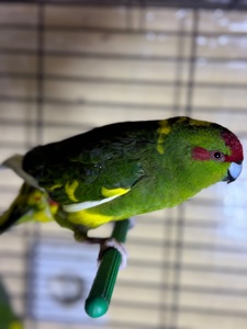 Прыгающий попугай какарик, разных цветов