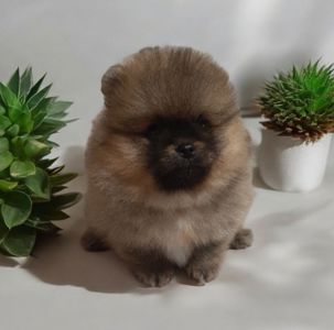 ViP мiнi ведмежатко!