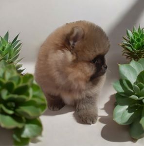 ViP мiнi ведмежатко!