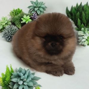 ViP мiнi ведмежатко!