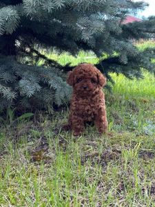Неймовірні тікап той пуделі