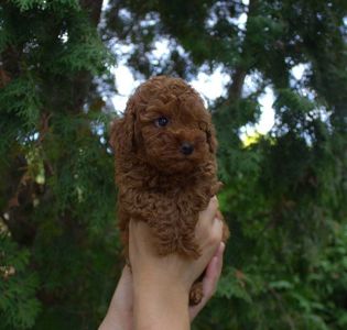 Неймовірні тікап той пуделі