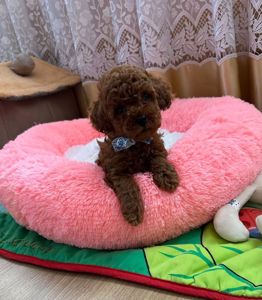 Неймовірні тікап той пуделі