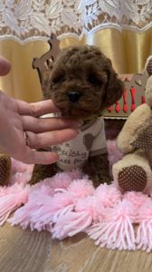 Неймовірні тікап той пуделі