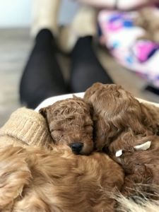 Неймовірні тікап той пуделі