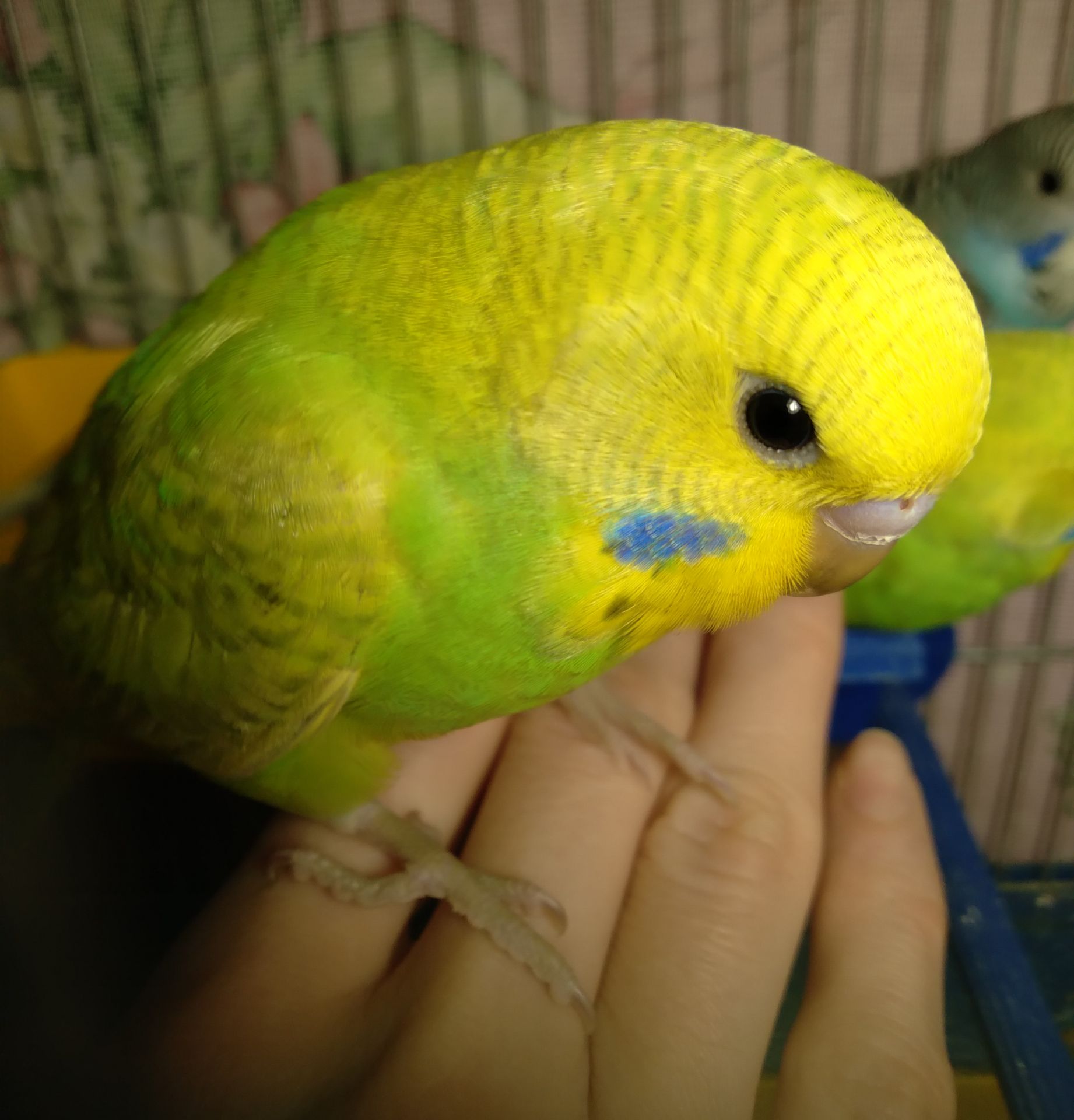 Ручной волнистый птенчик мальчик