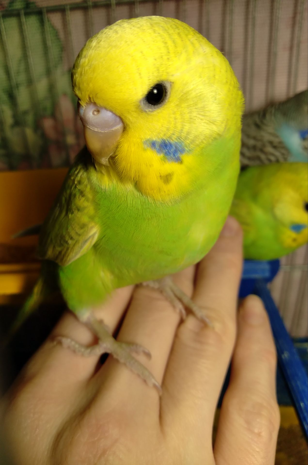 Ручной волнистый птенчик мальчик