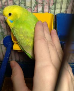 Ручная волнистая птенчик девочка