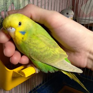 Ручная волнистая птенчик девочка