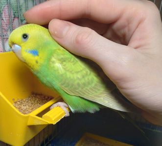 Ручная волнистая птенчик девочка