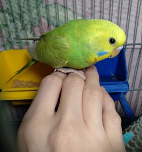 Ручная волнистая птенчик девочка