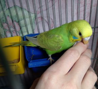 Ручная волнистая птенчик девочка