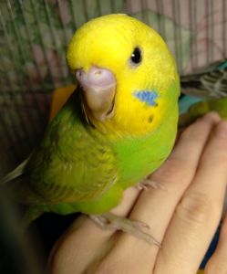 Ручной волнистый птенчик мальчик