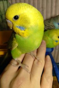 Ручной волнистый птенчик мальчик