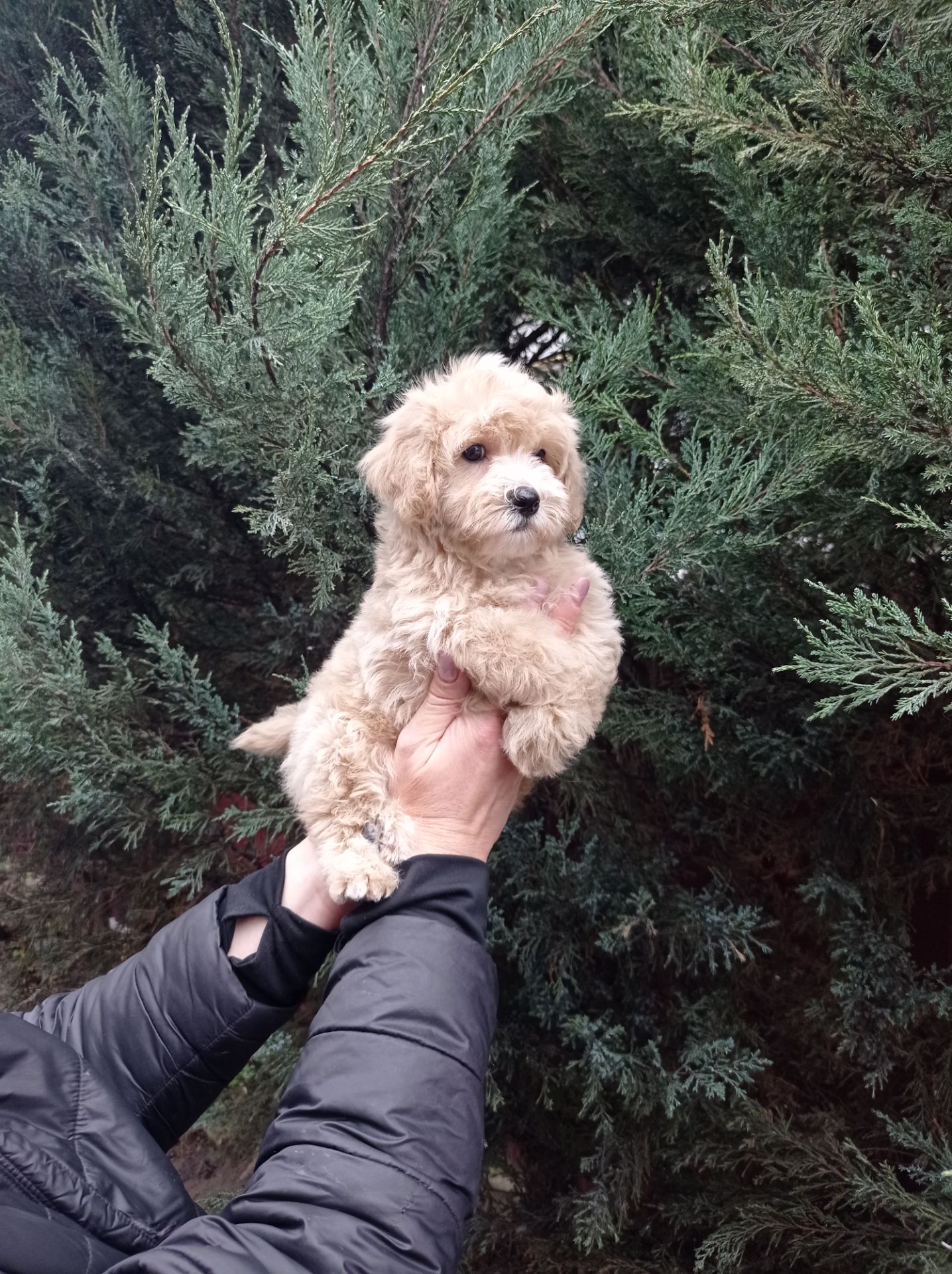 Мальтіпу хлопчик