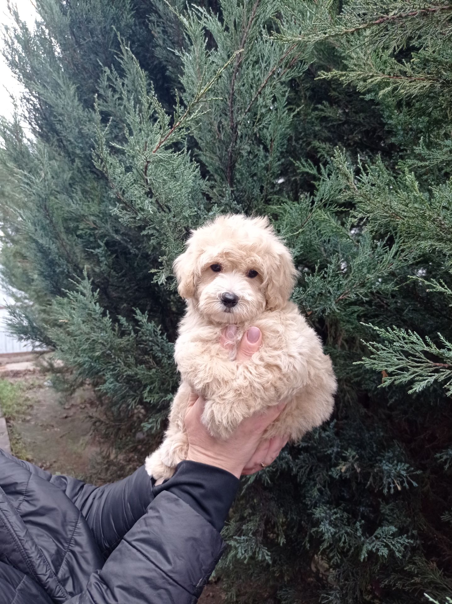 Мальтіпу хлопчик