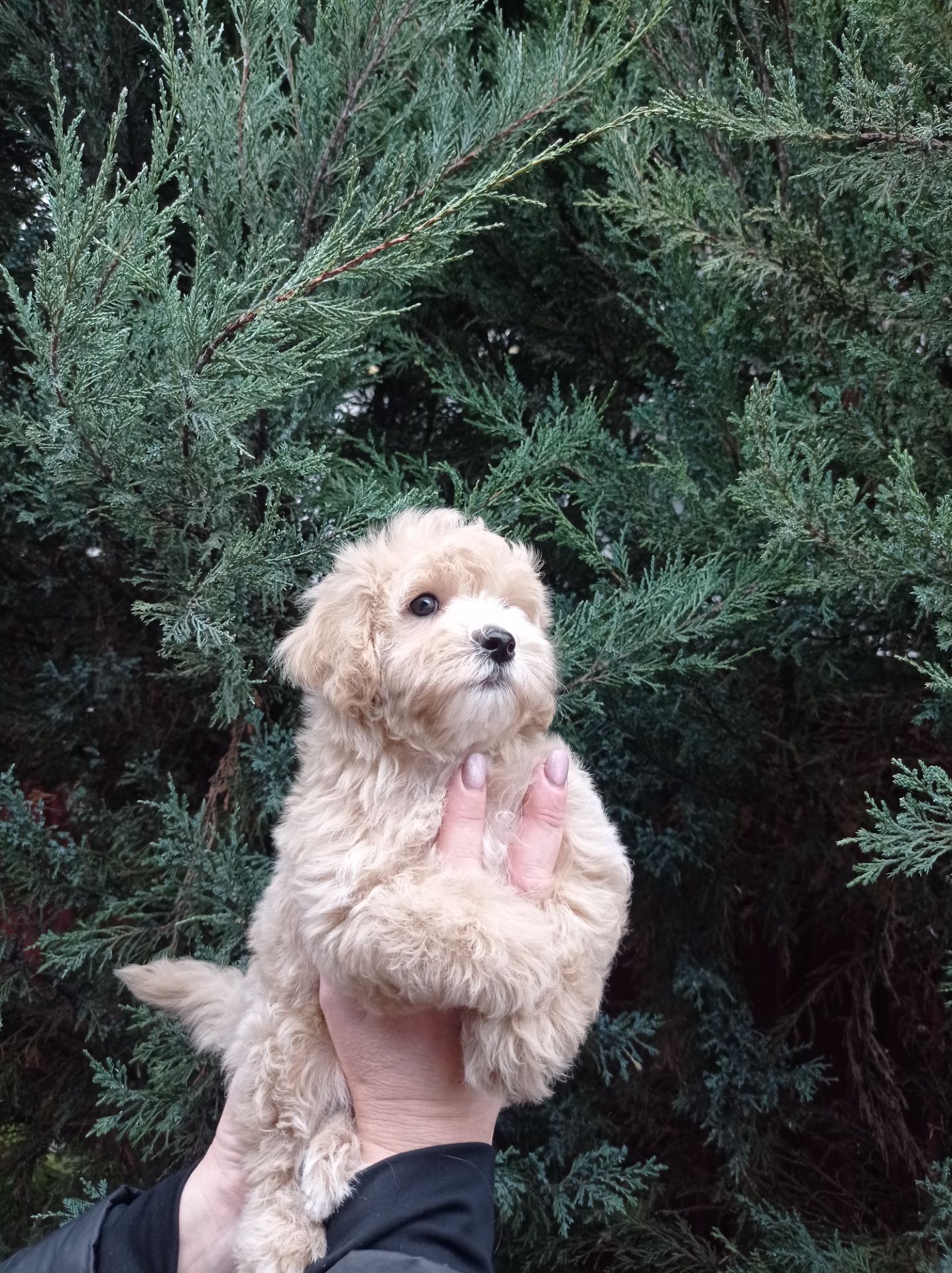 Мальтіпу хлопчик