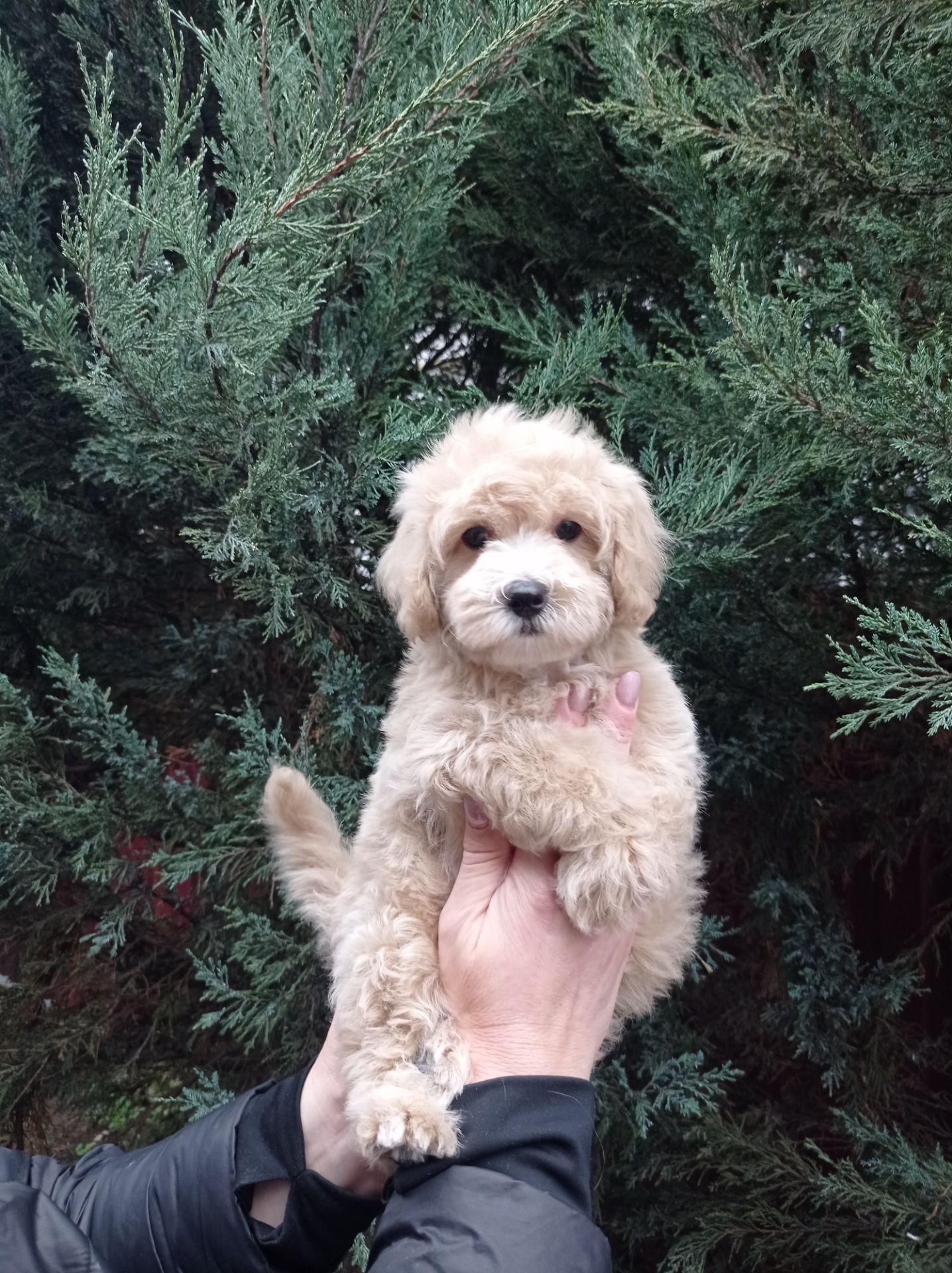 Мальтіпу хлопчик