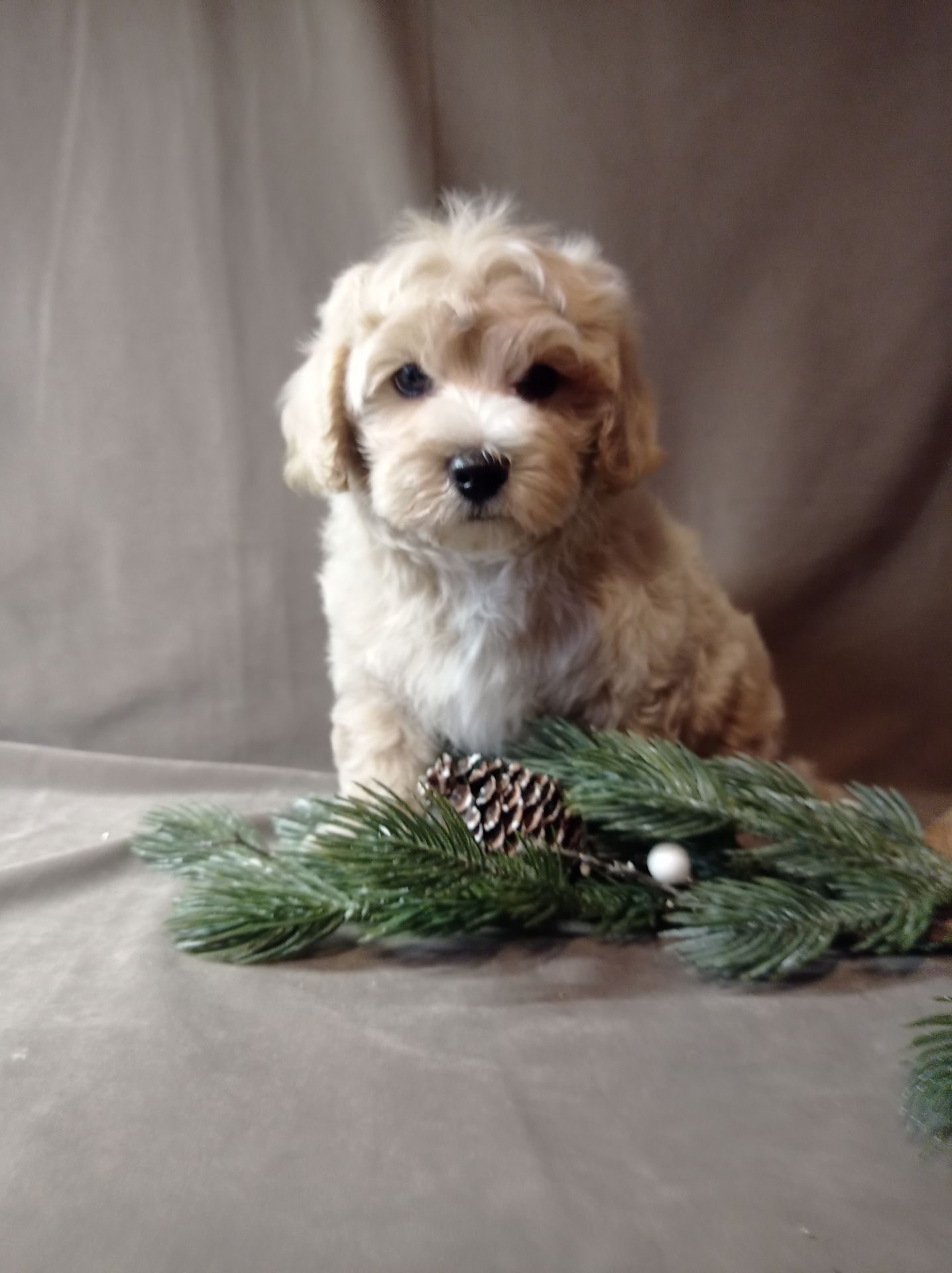 Мальтіпу хлопчик