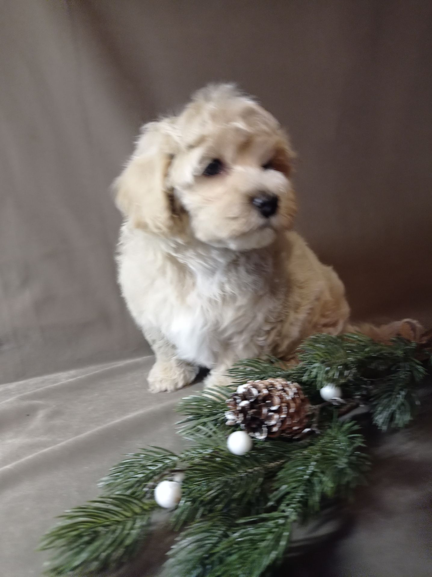 Мальтіпу хлопчик