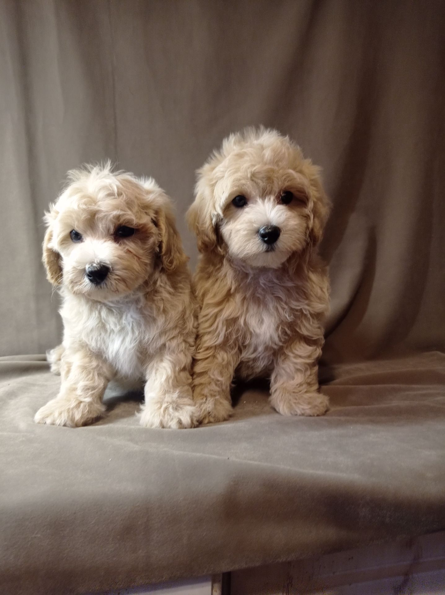 Мальтіпу хлопчик