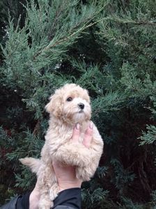 Мальтіпу хлопчик