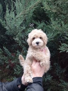 Мальтіпу хлопчик