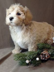 Мальтіпу хлопчик