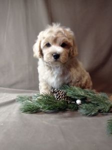 Мальтіпу хлопчик