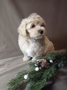 Мальтіпу хлопчик