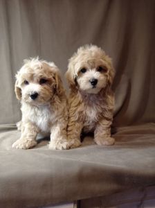 Мальтіпу хлопчик