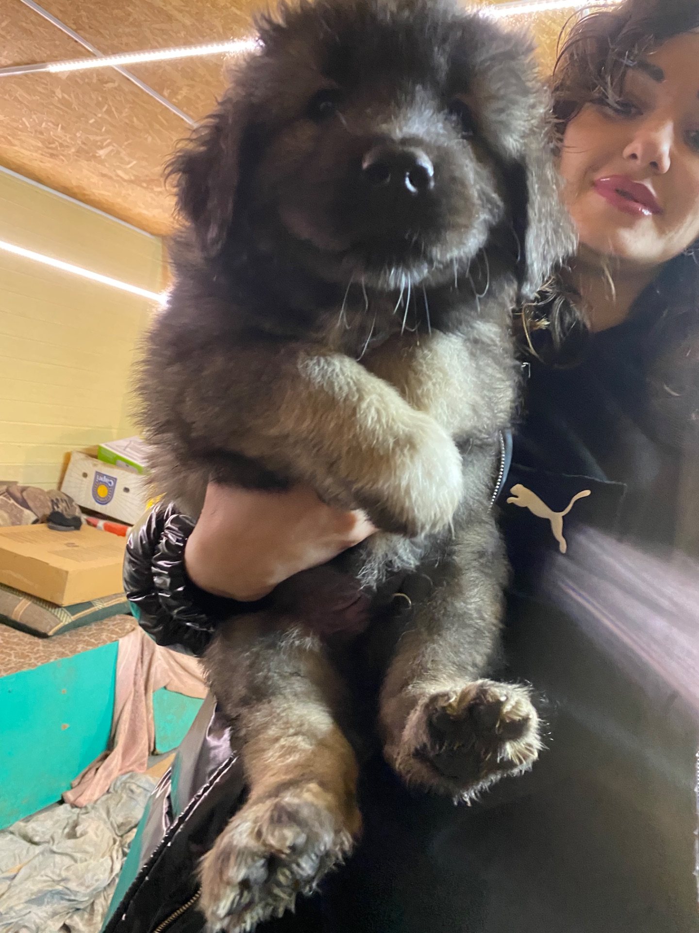 Щенки Кавказской овчарки