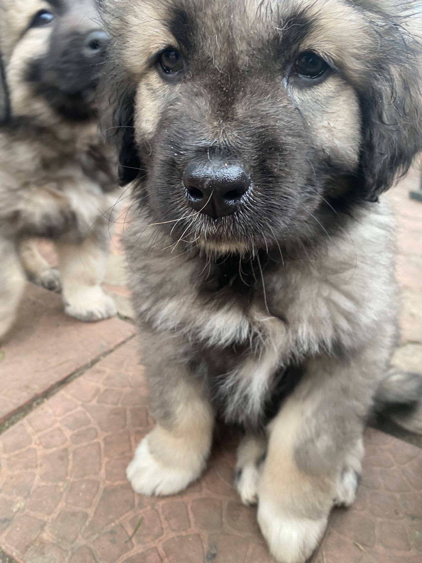 Щенки Кавказской овчарки