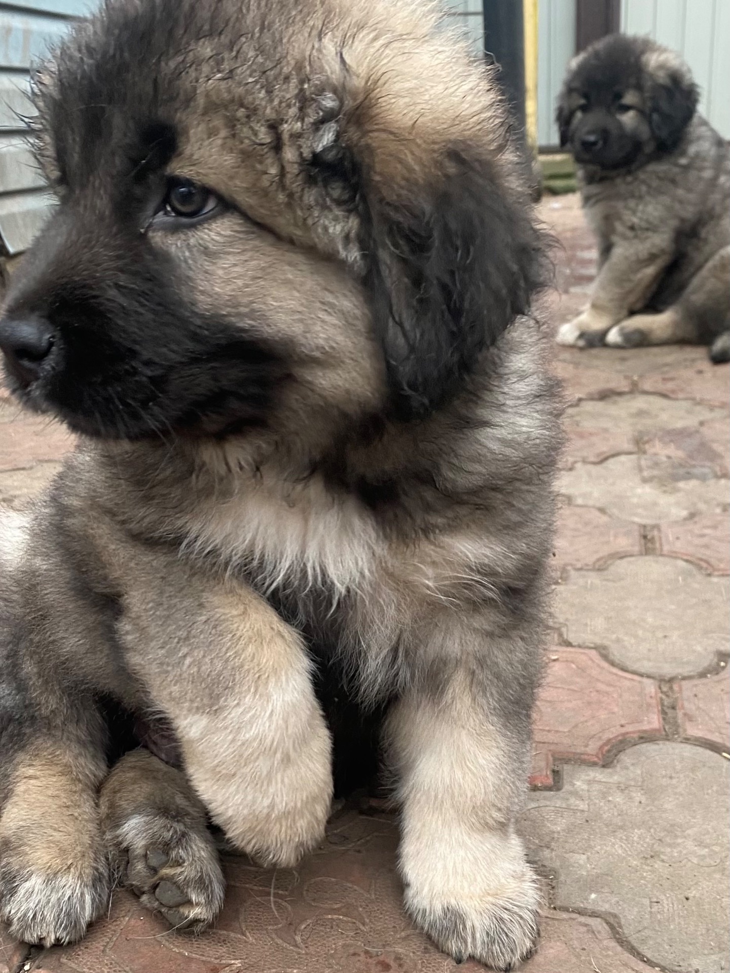 Щенки Кавказской овчарки