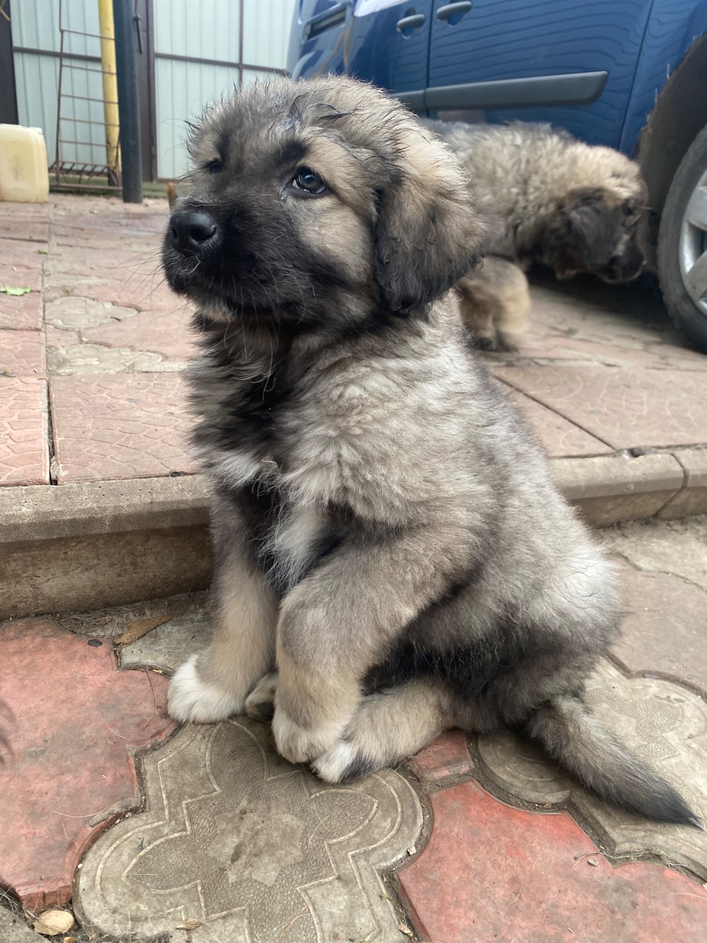 Щенки Кавказской овчарки