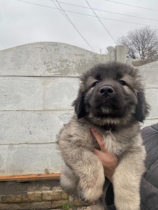 Щенки Кавказской овчарки