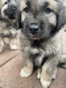 Щенки Кавказской овчарки