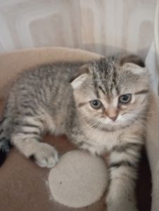 Найгарніші Шиншилові дівчатка