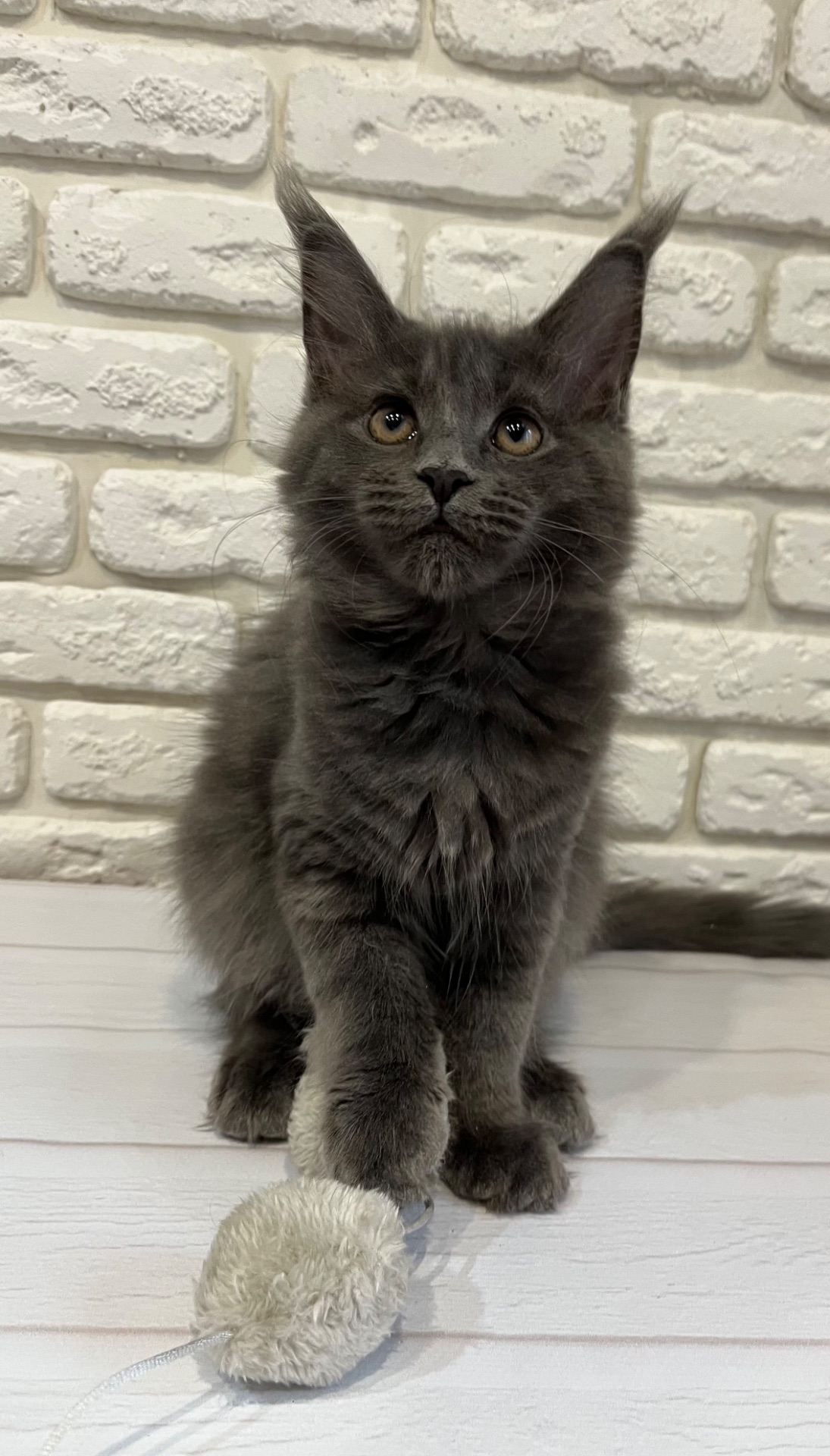 Кошеня Мейн-кун дівчинка