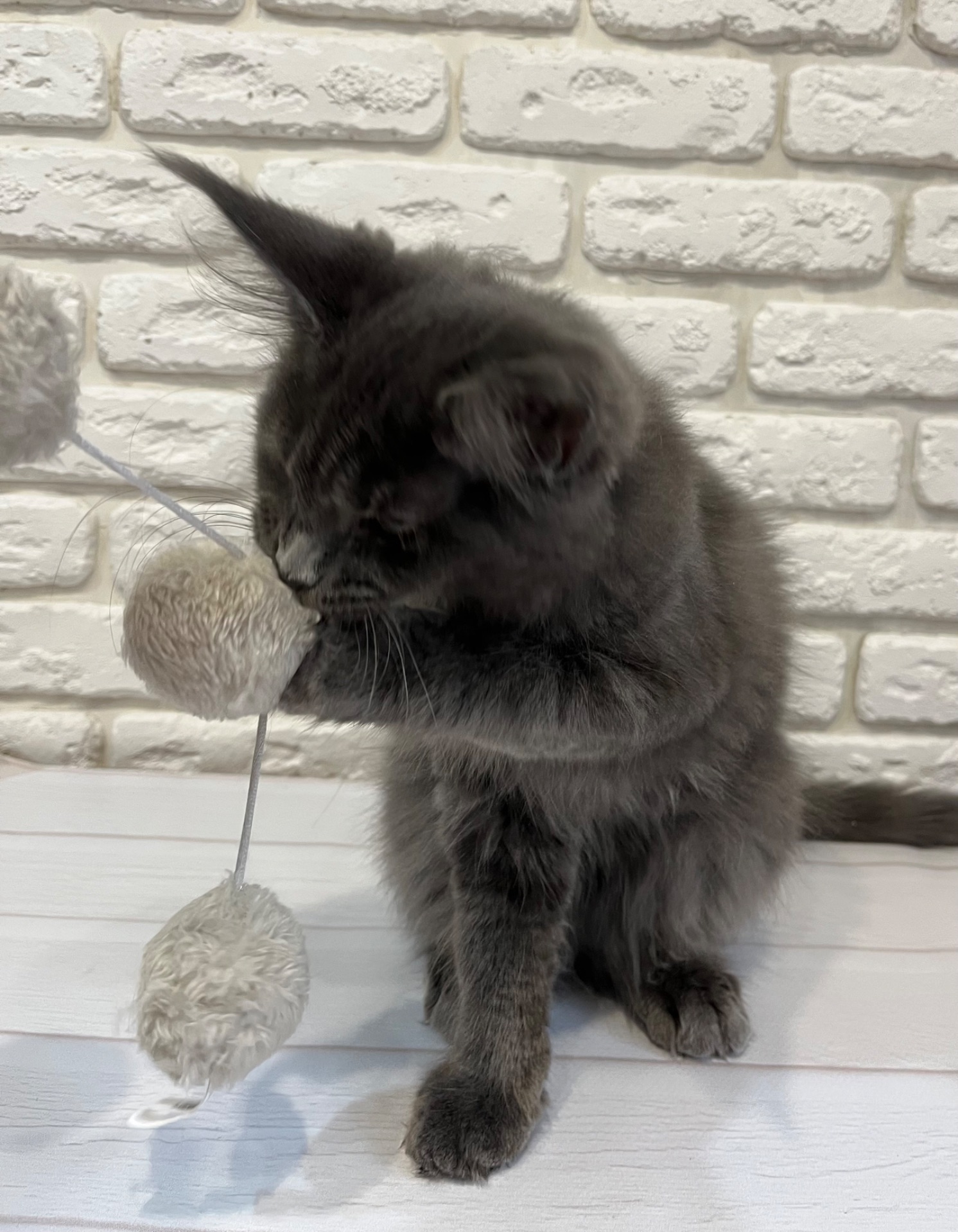 Кошеня Мейн-кун дівчинка